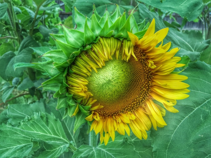 Подсолнух цветковое растение