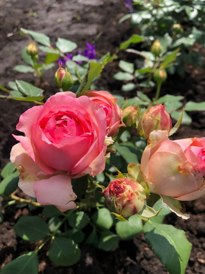 Роза фантазия мондиаль