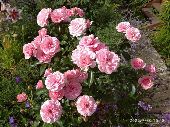 Роза байландо флорибунда