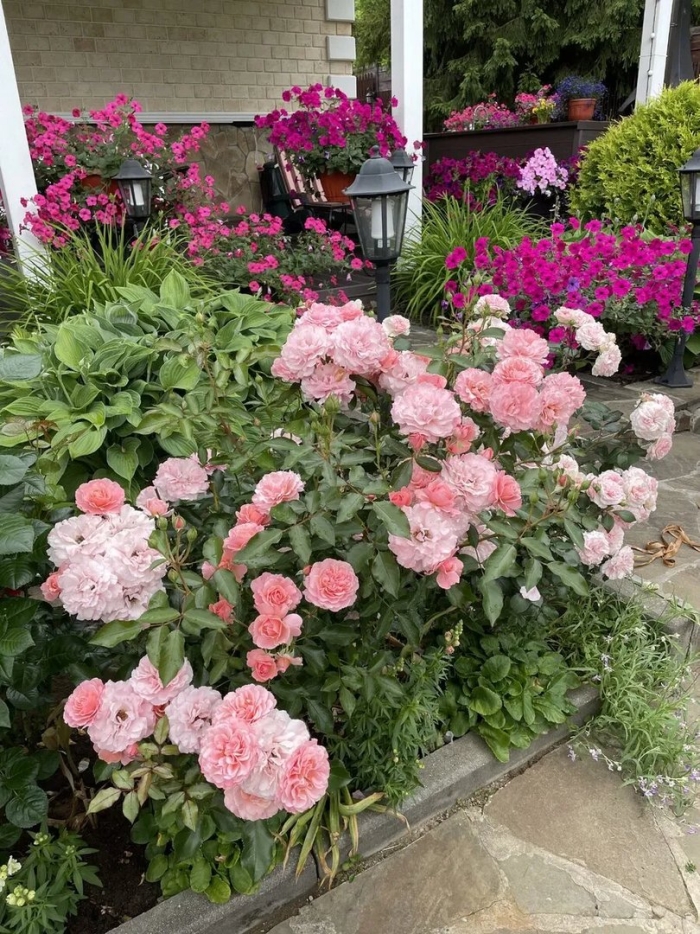 Les quatre saisons роза