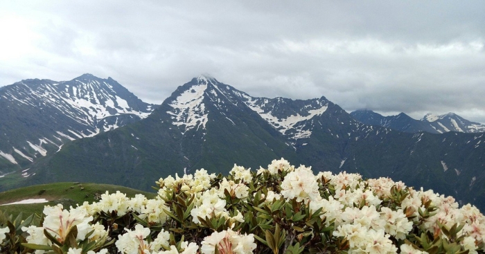 Красная поляна сочи горы рододендрон