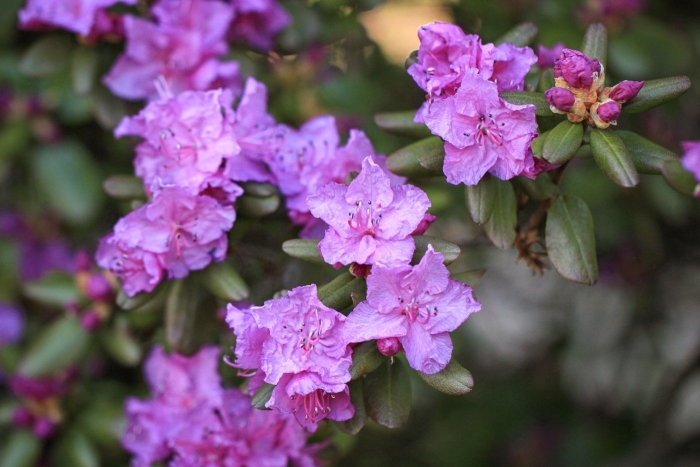 Рододендрона ледебура