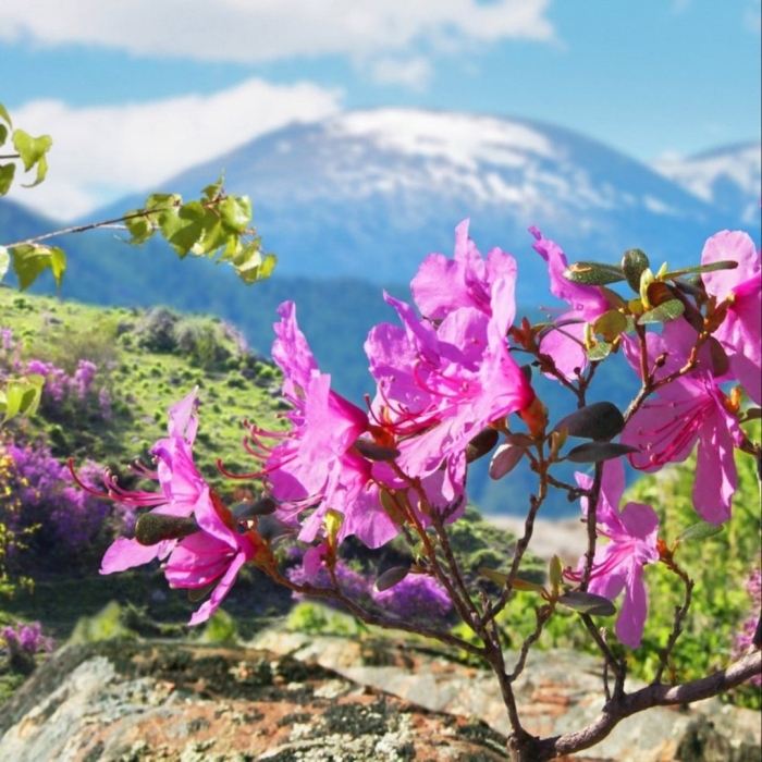 Рододендрон даурский маральник