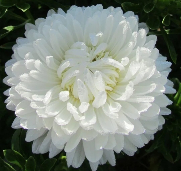 Астра пионовидная башня белая