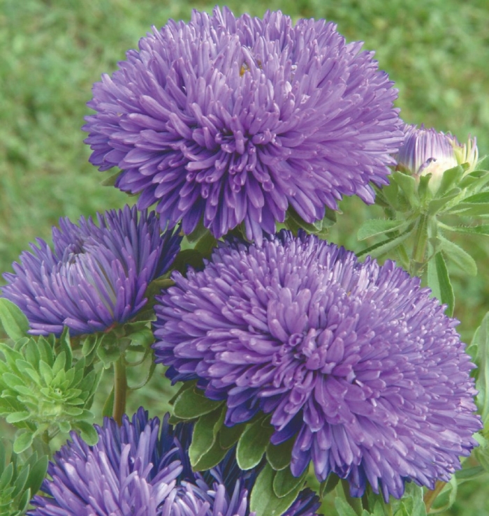 Астра густомахровая гала блу