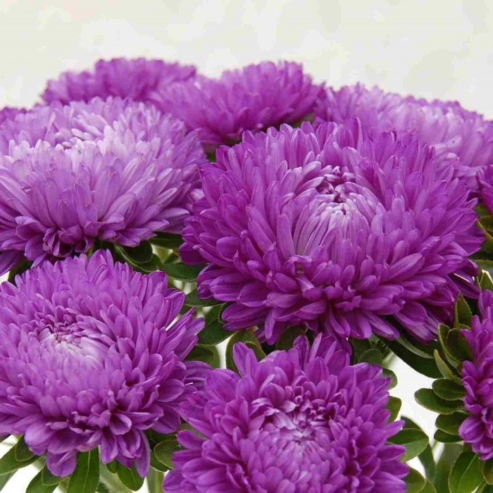 Астра сиринга виолет блю