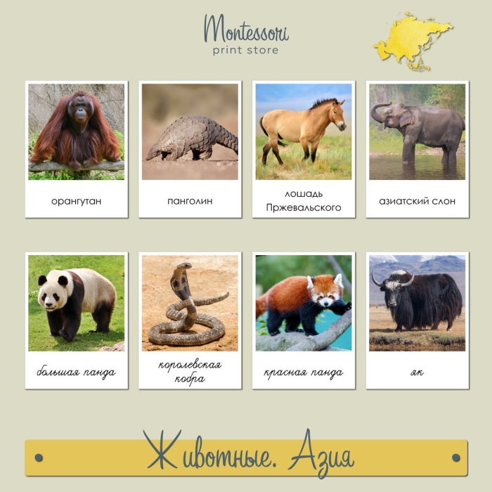 Животные азии