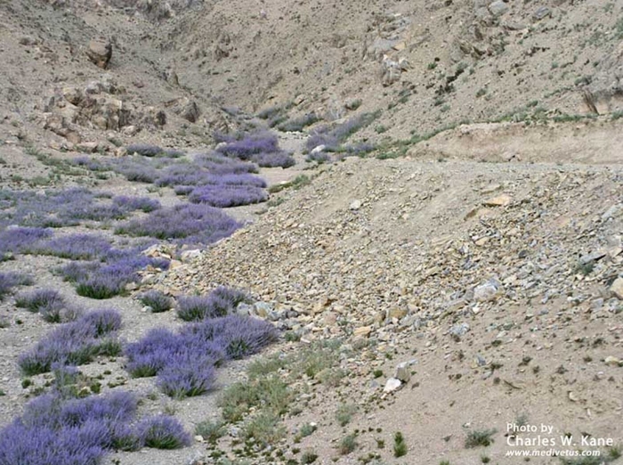 Кустарник похожий на лаванду
