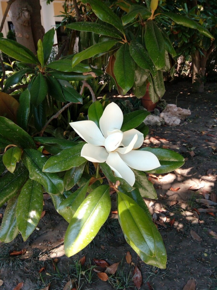 Магнолия грандифлора вечнозеленая