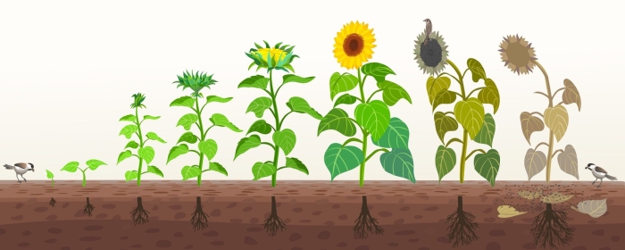 Ростки подсолнуха