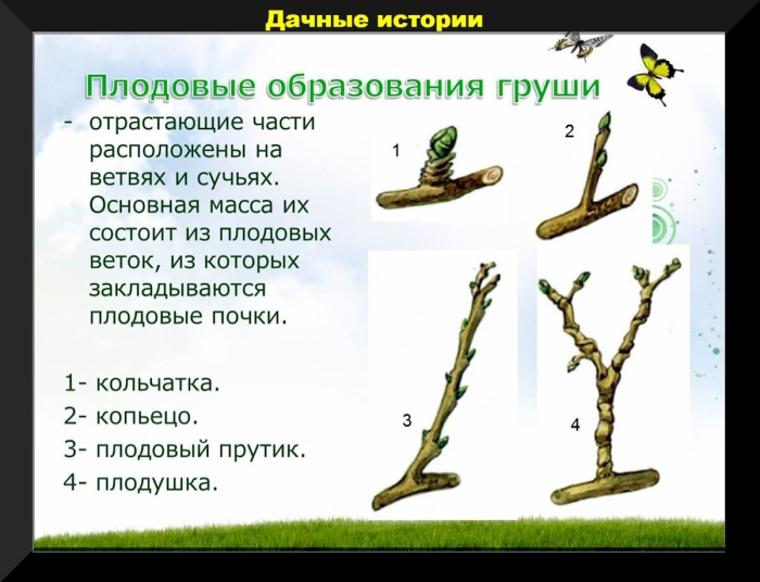 Плодовые и ростовые почки яблони