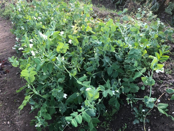 Ботва гороха