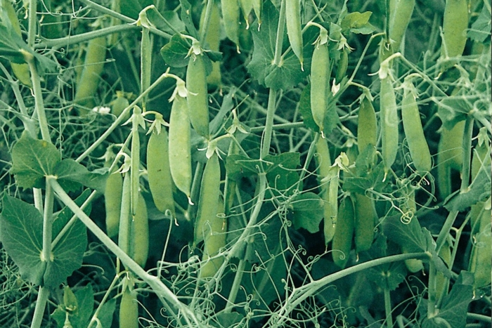 Сорт гороха рокет