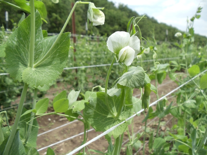 Pisum sativum - горох посевной
