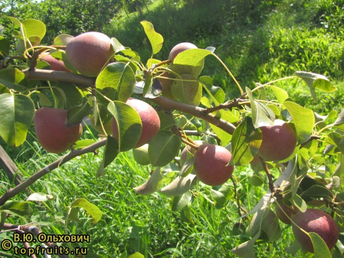 Груша румяная кедрина