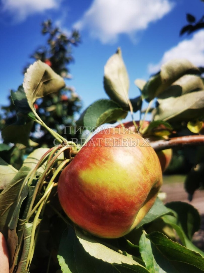 Яблоня сорт жигулёвское