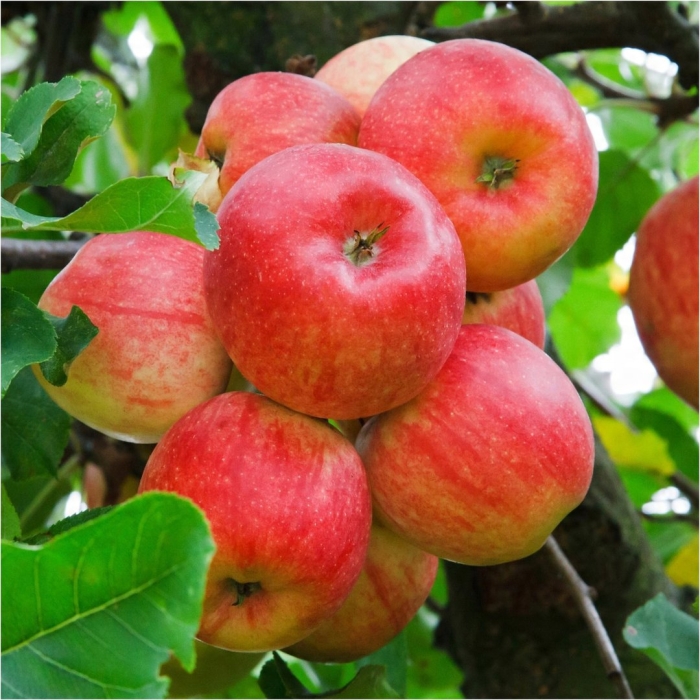 Яблоня уэлси