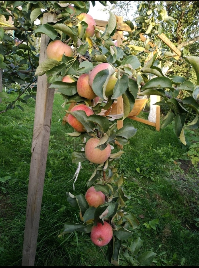 Колоновидная яблоня