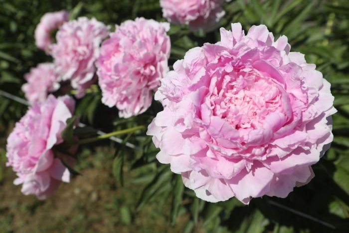 Пион себастьян маас