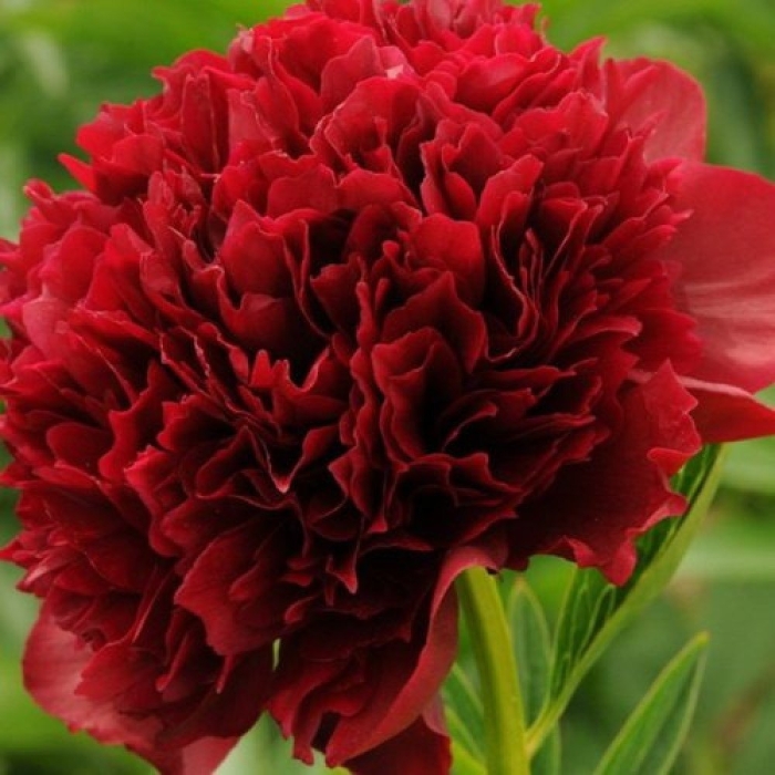 Пион ред грейс