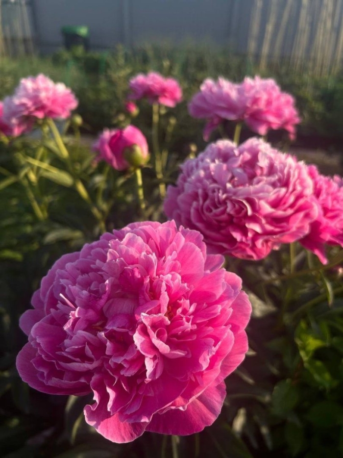 Пион травянистый