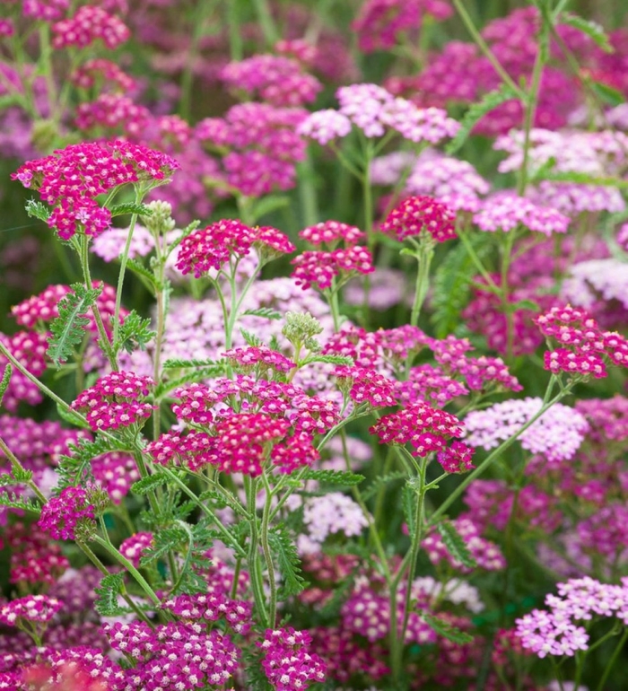 Тысячелистник саммер беррис