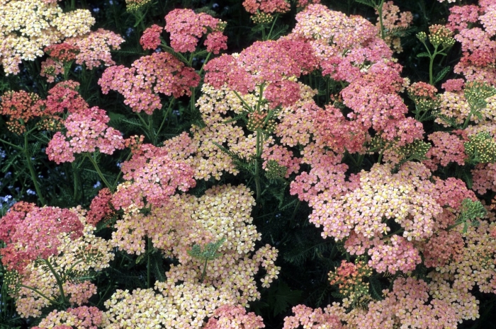 Тысячелистник achillea  summerwine