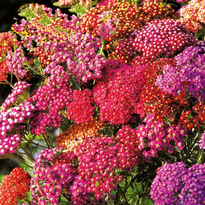 Тысячелистник флавербёрст ред шейдес