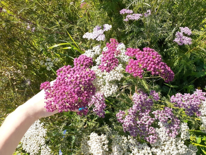 Тысячелистник вишневая королева