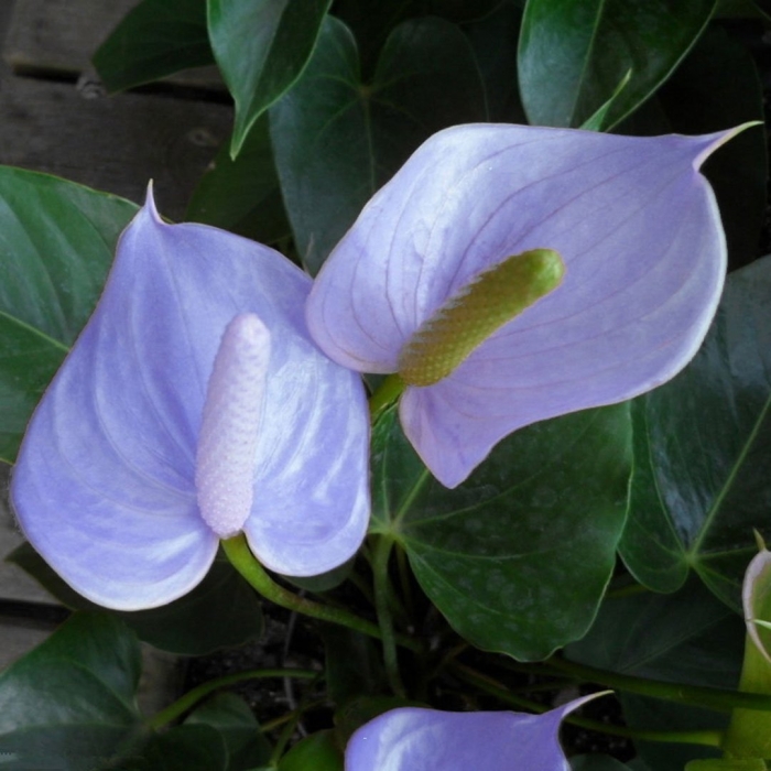 Антуриум шерцера алексия блю