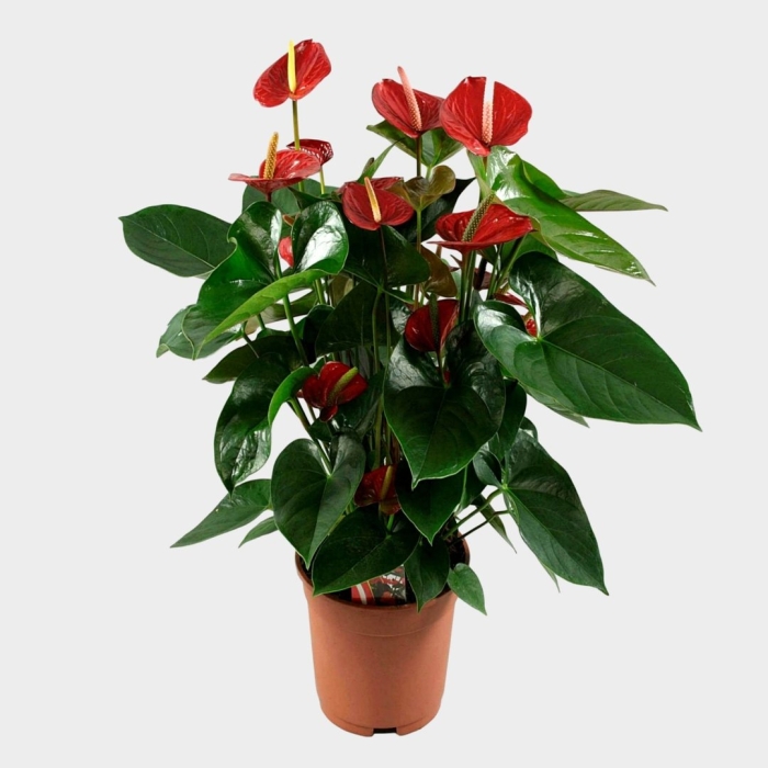 Антуриум андре красный