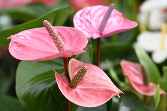 Антуриум андрианум чемпион розовый