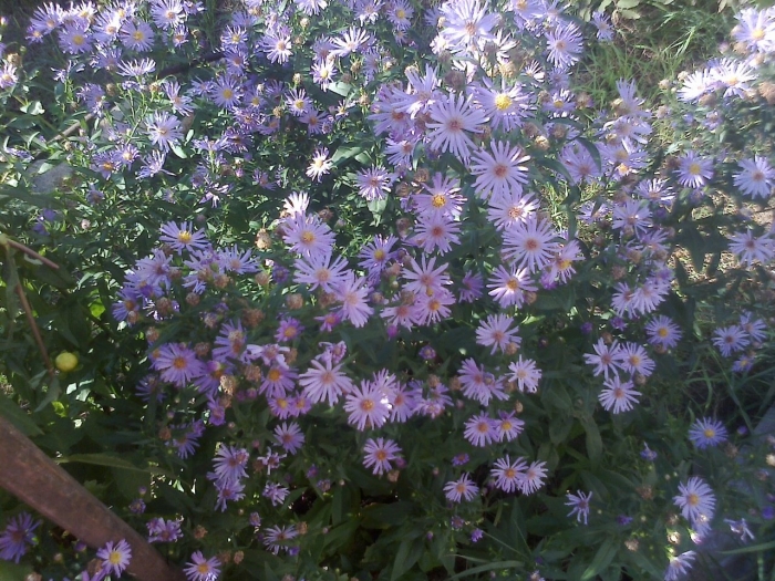 Астра дикая голубая