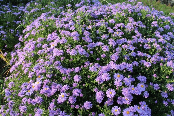 Астра многолетняя кустарниковая (aster dumosus)