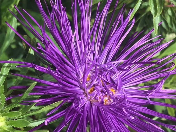 Фиолетовая астра