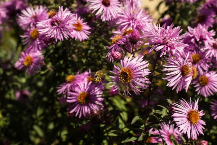 Астра татарская многолетняя