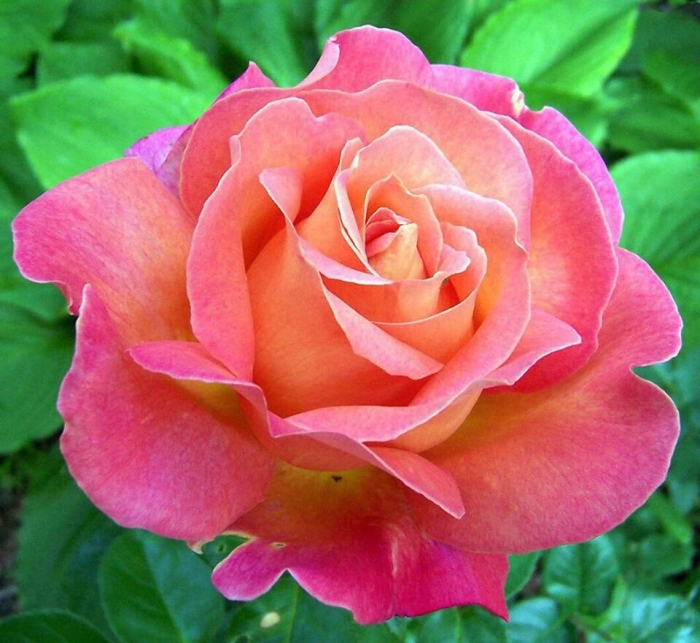 Роза чайно гибридная