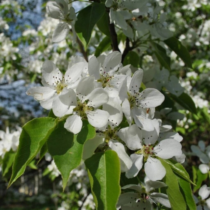 Яблоня лесная malus sylvestris