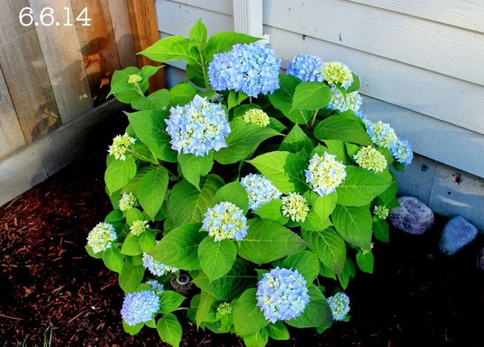 Нико блю крупнолистная гортензия