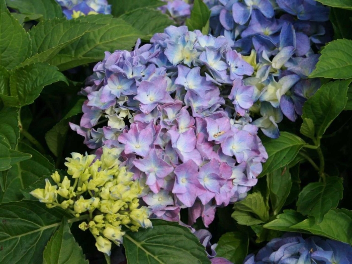 Гортензия крупнолистная эрли блю