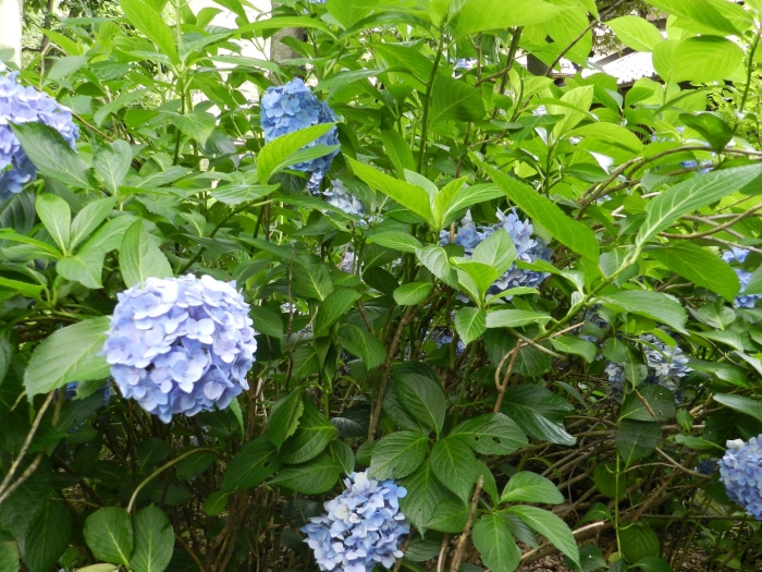 Гортензия крупнолистная никко блю