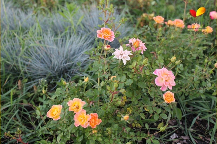 Роза почвопокровная фейри айлес