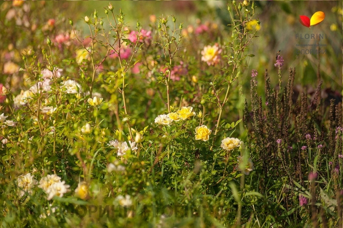 Роза еллоу фейри