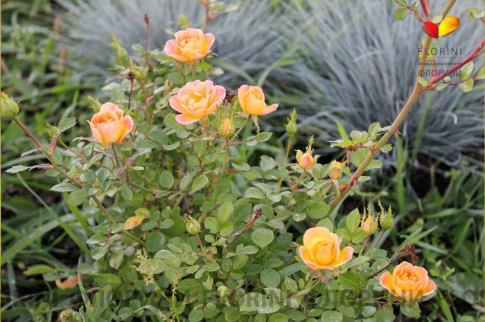 Роза дольче вита1 флорибунда