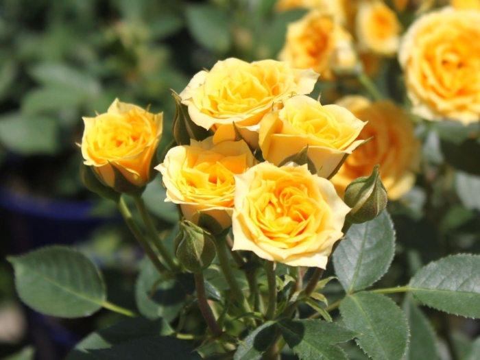 Роза йеллоу эвелин