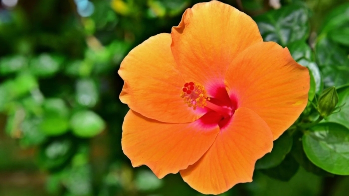 Гибискус оранж