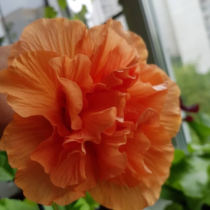 Гибискус оранж махровый