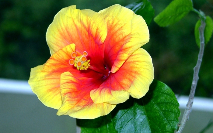 Гибискус аполло