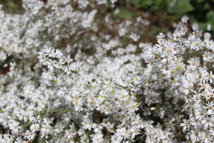 Астра вересковая monte cassino