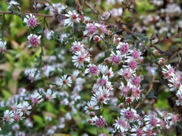Астра бокоцветковая